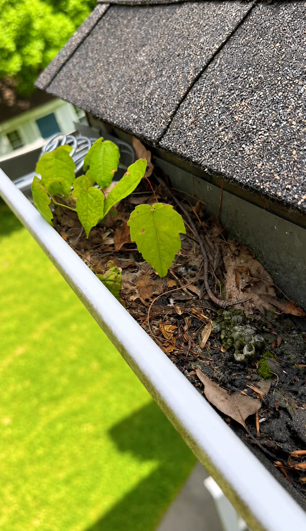 Blocked downspout packed with palm debris before clearing - Riviera Santa Barbara