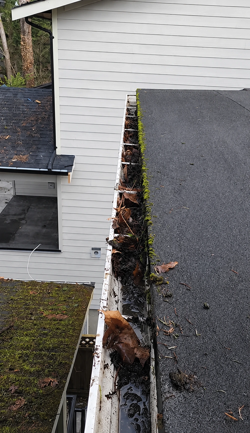 Leaf debris packed in gutters before cleaning - San Roque Santa Barbara